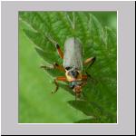 Cantharis nigricans - Weichkaefer 01.jpg